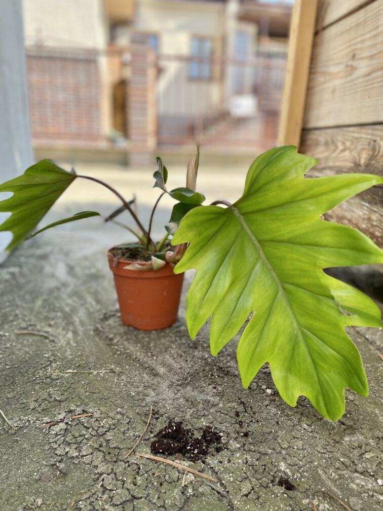 Zdjęcie rosliny doniczkowej Philodendron Mayoi, ujęcie 3