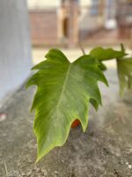 Zdjęcie rosliny doniczkowej Philodendron Mayoi, ujęcie 4
