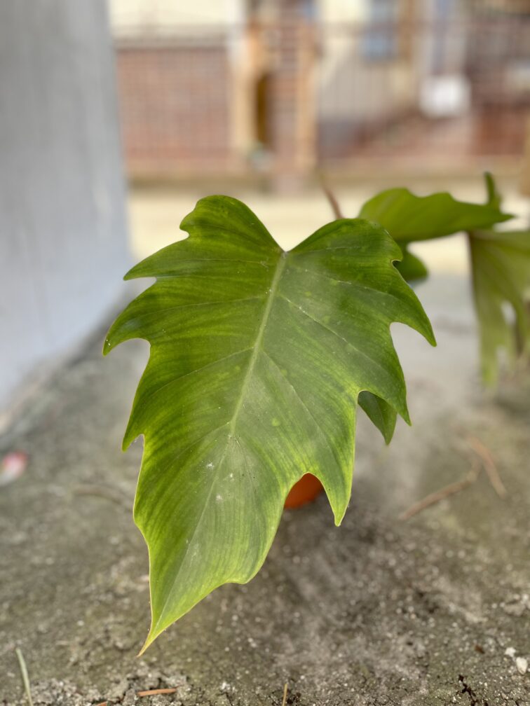 Zdjęcie rosliny doniczkowej Philodendron Mayoi, ujęcie 4