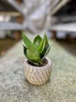Zdjęcie rosliny doniczkowej Sansevieria Hahnii Black, ujęcie 1