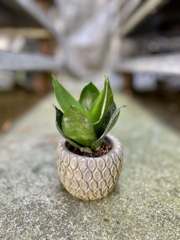 Zdjęcie rosliny doniczkowej Sansevieria Hahnii Black, ujęcie 1