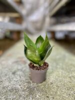 Zdjęcie rosliny doniczkowej Sansevieria Hahnii Black, ujęcie 2