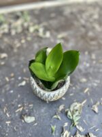 Zdjęcie rosliny doniczkowej Sansevieria Hahnii Black, ujęcie 3