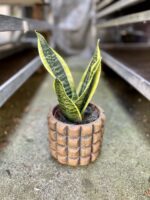 Zdjęcie rosliny doniczkowej Sansevieria trifasciata Futura Superba, ujęcie 1
