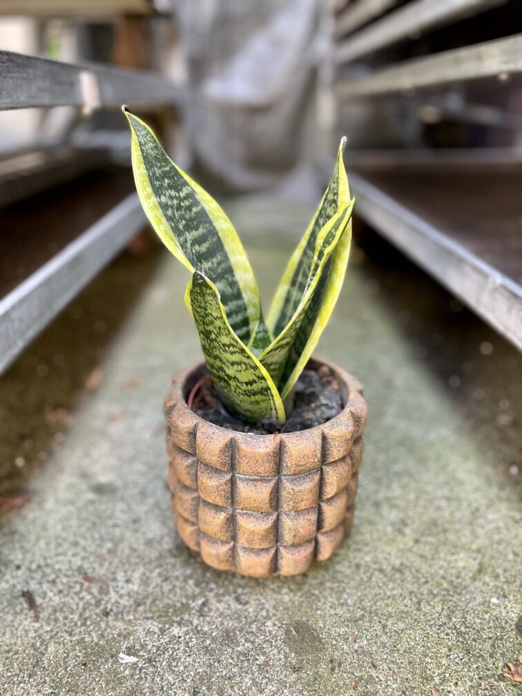 Zdjęcie rosliny doniczkowej Sansevieria trifasciata Futura Superba, ujęcie 1