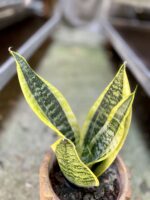 Zdjęcie rosliny doniczkowej Sansevieria trifasciata Futura Superba, ujęcie 2