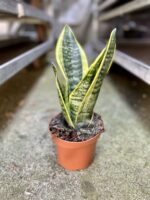 Zdjęcie rosliny doniczkowej Sansevieria trifasciata Futura Superba, ujęcie 3