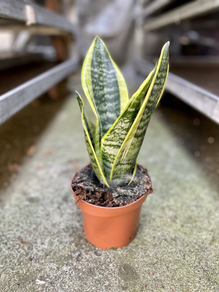 Zdjęcie rosliny doniczkowej Sansevieria trifasciata Futura Superba, ujęcie 3