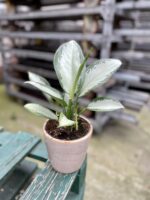 Zdjęcie rosliny doniczkowej Aglaonema Silver Bay, ujęcie 1