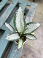 Zdjęcie rosliny doniczkowej Aglaonema Silver Bay, ujęcie 2
