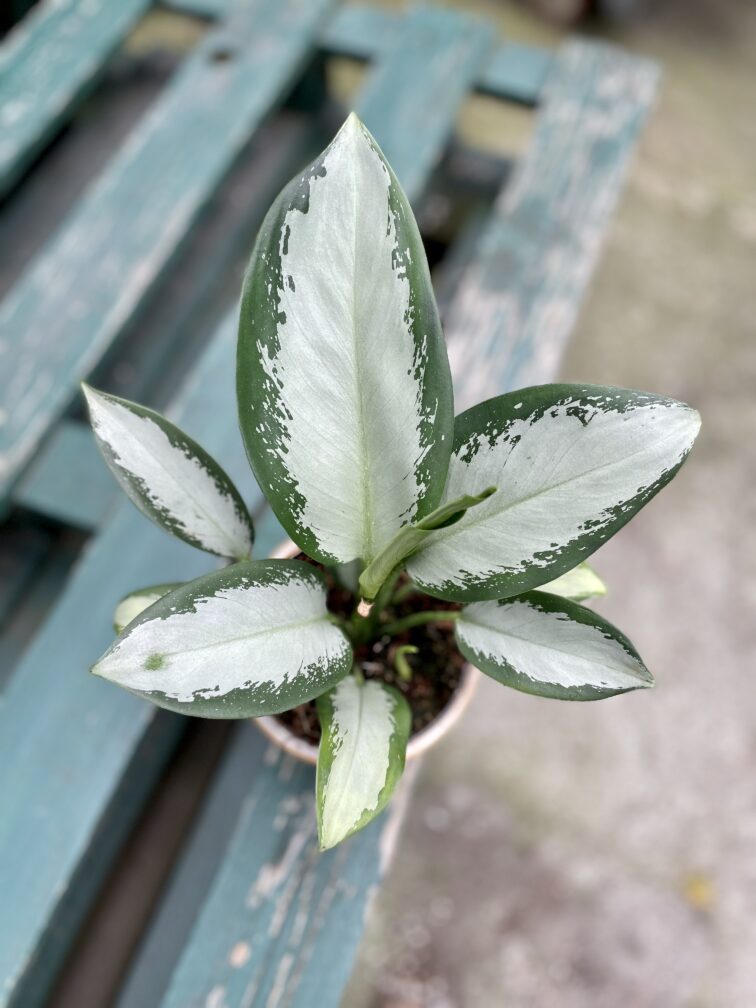 Zdjęcie rosliny doniczkowej Aglaonema Silver Bay, ujęcie 2