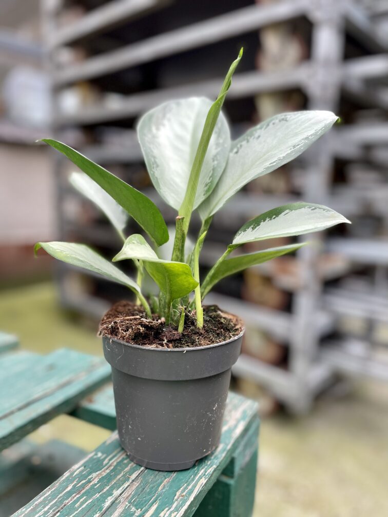 Zdjęcie rosliny doniczkowej Aglaonema Silver Bay, ujęcie 3