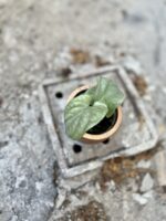 Zdjęcie rosliny doniczkowej Amydrium medium Silver, ujęcie 1