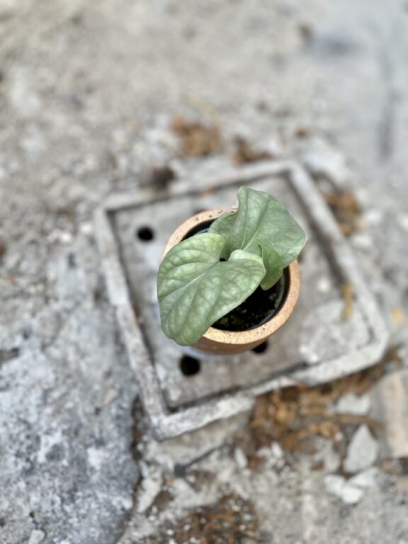 Zdjęcie rosliny doniczkowej Amydrium medium Silver, ujęcie 1