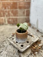 Zdjęcie rosliny doniczkowej Amydrium medium Silver, ujęcie 2