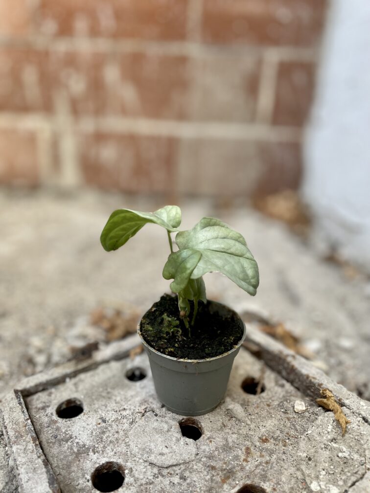 Zdjęcie rosliny doniczkowej Amydrium medium Silver, ujęcie 3