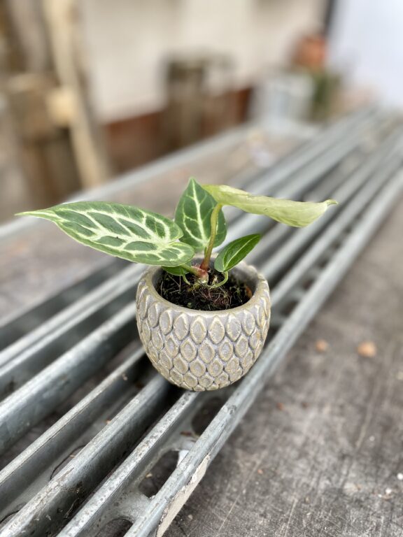 Zdjęcie rosliny doniczkowej Anthurium Silver Blush, ujęcie 1