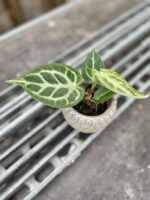 Zdjęcie rosliny doniczkowej Anthurium Silver Blush, ujęcie 2