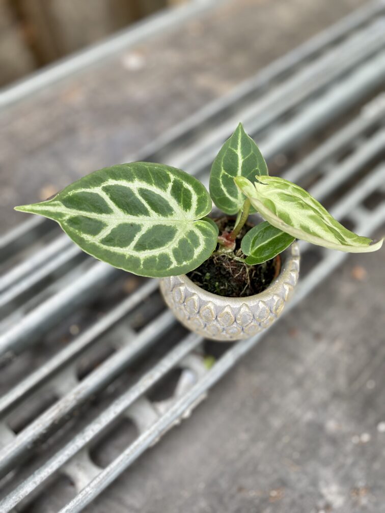 Zdjęcie rosliny doniczkowej Anthurium Silver Blush, ujęcie 2