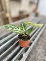 Zdjęcie rosliny doniczkowej Anthurium Silver Blush, ujęcie 3