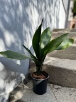 Zdjęcie rosliny doniczkowej Aspidistra elatior, ujęcie 3