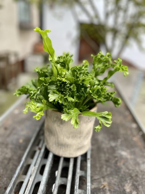 Zdjęcie rosliny doniczkowej Asplenium Leslie (Zanokcica Gniazdowa), ujęcie 1
