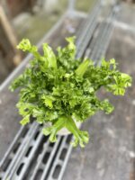 Zdjęcie rosliny doniczkowej Asplenium Leslie (Zanokcica Gniazdowa), ujęcie 2