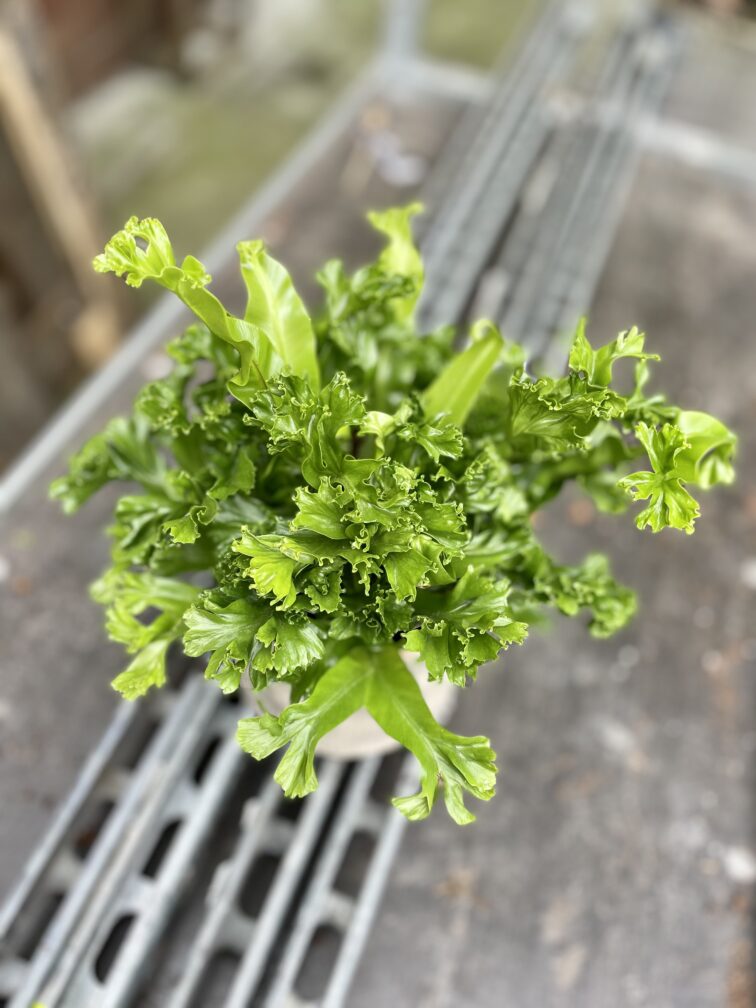 Zdjęcie rosliny doniczkowej Asplenium Leslie (Zanokcica Gniazdowa), ujęcie 2