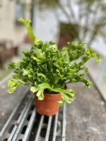 Zdjęcie rosliny doniczkowej Asplenium Leslie (Zanokcica Gniazdowa), ujęcie 3