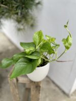Zdjęcie rosliny doniczkowej Epipremnum Marble Green, ujęcie 1