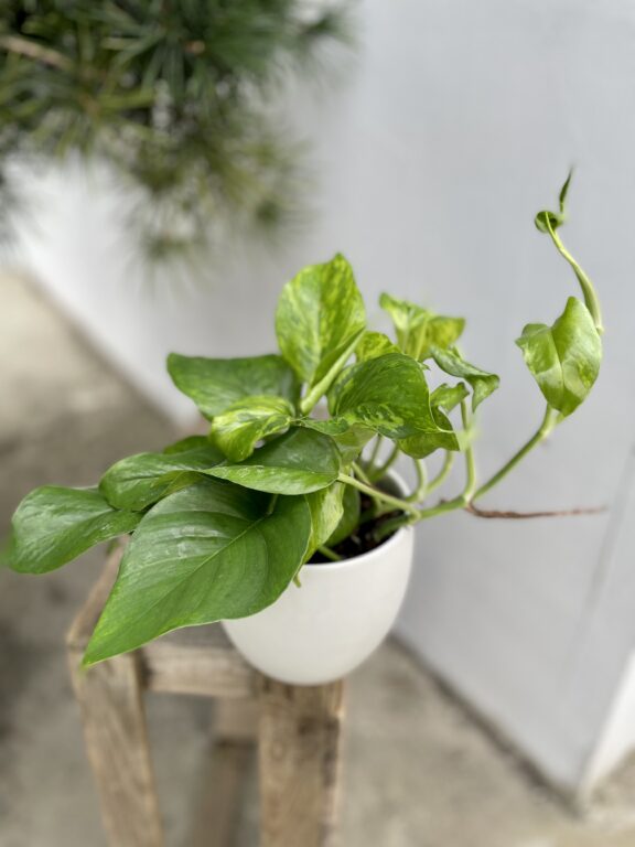 Zdjęcie rosliny doniczkowej Epipremnum Marble Green, ujęcie 1
