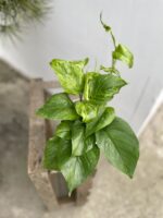 Zdjęcie rosliny doniczkowej Epipremnum Marble Green, ujęcie 2