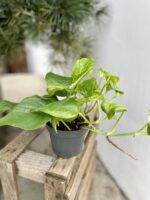Zdjęcie rosliny doniczkowej Epipremnum Marble Green, ujęcie 3