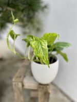Zdjęcie rosliny doniczkowej Epipremnum Marble Green, ujęcie 4