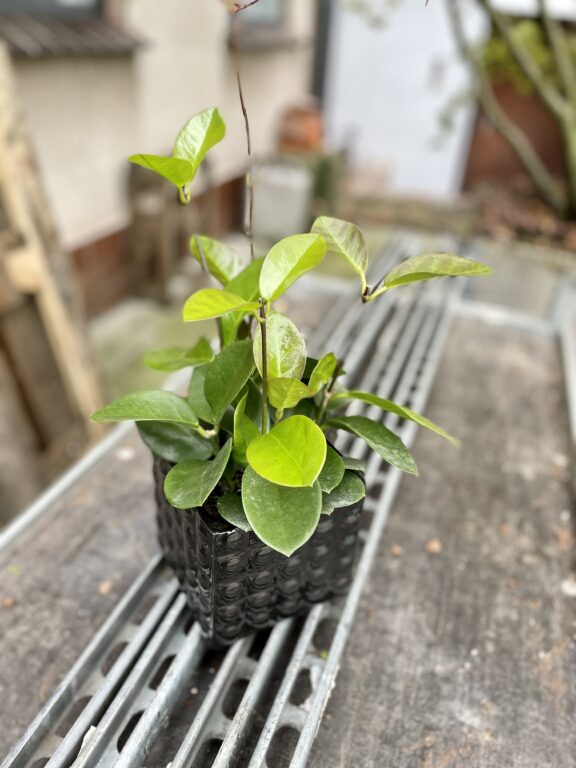 Zdjęcie rosliny doniczkowej Hoya australis, ujęcie 1