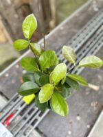 Zdjęcie rosliny doniczkowej Hoya australis, ujęcie 2