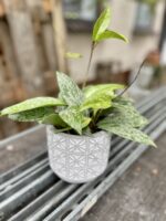 Zdjęcie rosliny doniczkowej Hoya Silver Spot, ujęcie 1