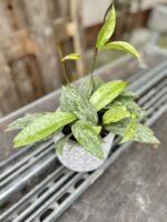 Zdjęcie rosliny doniczkowej Hoya Silver Spot, ujęcie 2