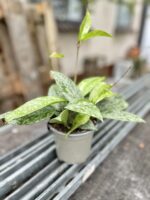 Zdjęcie rosliny doniczkowej Hoya Silver Spot, ujęcie 3