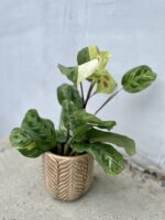 Zdjęcie rosliny doniczkowej Maranta Kerchoveana Variegata, ujęcie 1