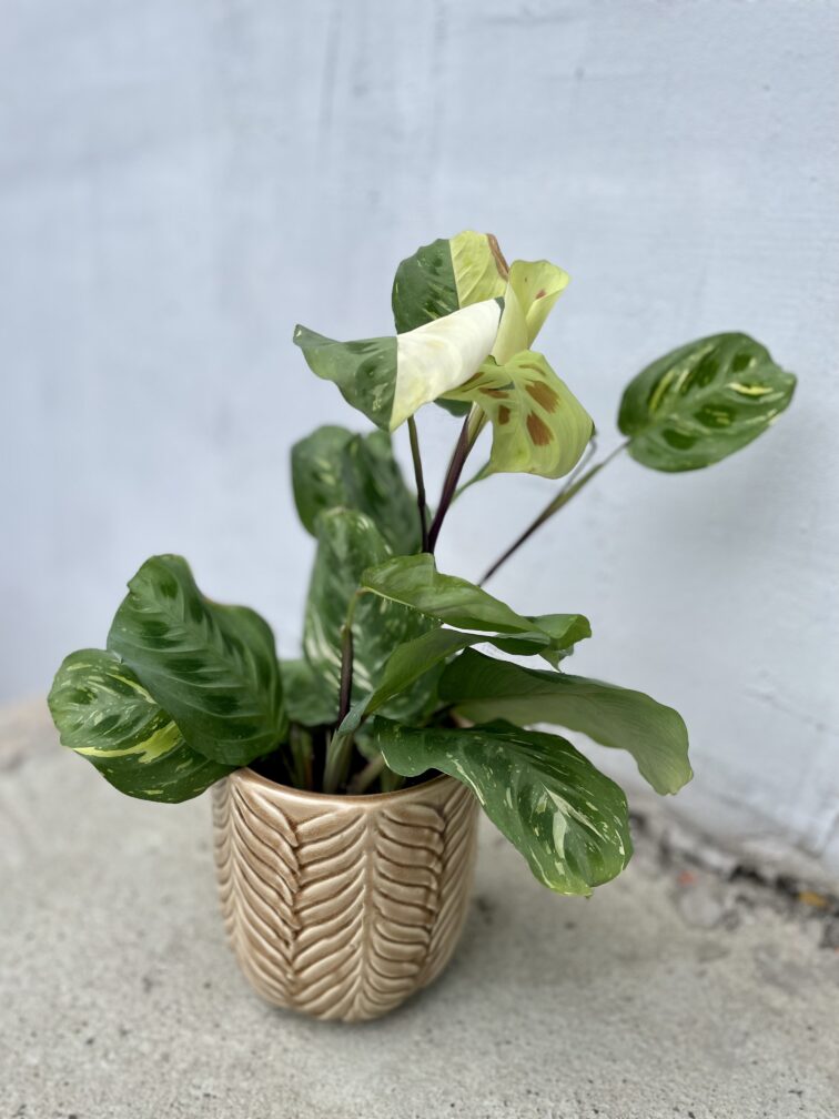 Zdjęcie rosliny doniczkowej Maranta Kerchoveana Variegata, ujęcie 1