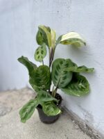 Zdjęcie rosliny doniczkowej Maranta Kerchoveana Variegata, ujęcie 2