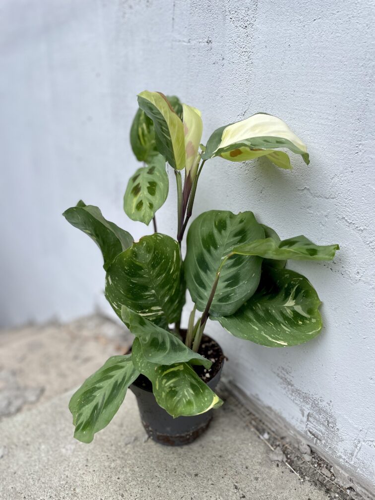 Zdjęcie rosliny doniczkowej Maranta Kerchoveana Variegata, ujęcie 2