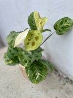 Zdjęcie rosliny doniczkowej Maranta Kerchoveana Variegata, ujęcie 3