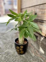 Zdjęcie rosliny doniczkowej Pachira Aquatica (Pachira Wodna), ujęcie 1