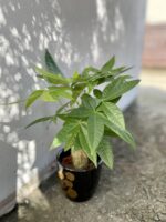 Zdjęcie rosliny doniczkowej Pachira Aquatica (Pachira Wodna), ujęcie 2