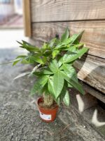 Zdjęcie rosliny doniczkowej Pachira Aquatica (Pachira Wodna), ujęcie 3