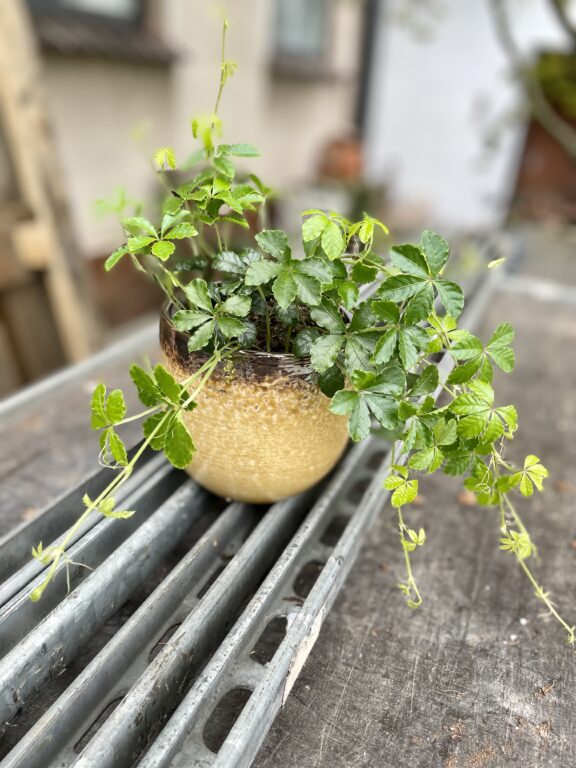 Zdjęcie rosliny doniczkowej Parthenocissus Inserta Verona Vein, ujęcie 1