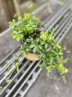 Zdjęcie rosliny doniczkowej Parthenocissus Inserta Verona Vein, ujęcie 2