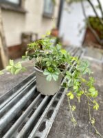 Zdjęcie rosliny doniczkowej Parthenocissus Inserta Verona Vein, ujęcie 3